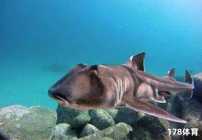 冷知识！联盟90%的球员无法在热火施展才华，不信你看老鲨鱼！ 第2张